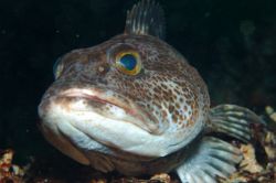 deliciously tasty looking ling cod erics pinnacle montere... by Douglas Epley 